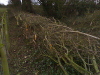 Hedge Maintenance: image 3 of 5